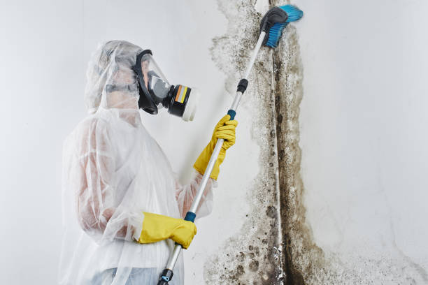 Best Toxic Mold Removal  in Wanamassa, NJ