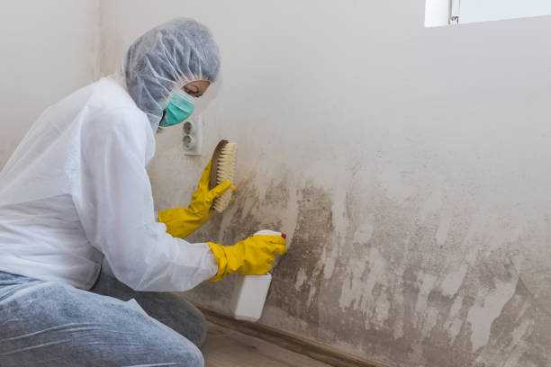 Best Mold Damage Repair  in Wanamassa, NJ