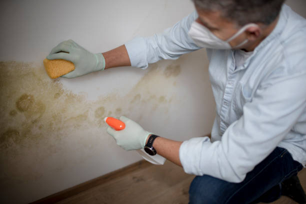 Mold Removal and Inspection in Wanamassa, NJ