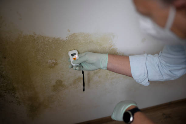 Best Home Mold Removal  in Wanamassa, NJ