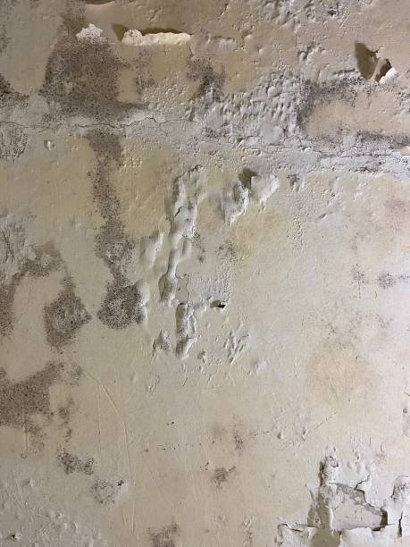 Best Emergency Mold Removal  in Wanamassa, NJ