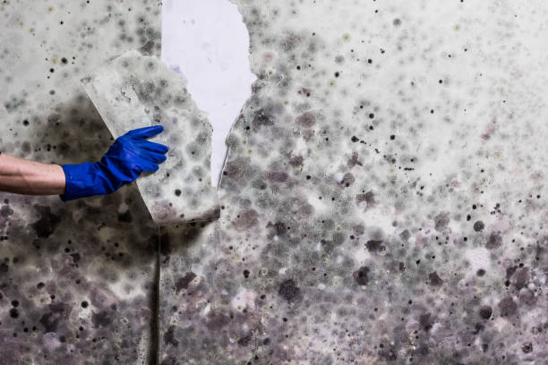 Reliable Wanamassa, NJ Mold Removal Solutions