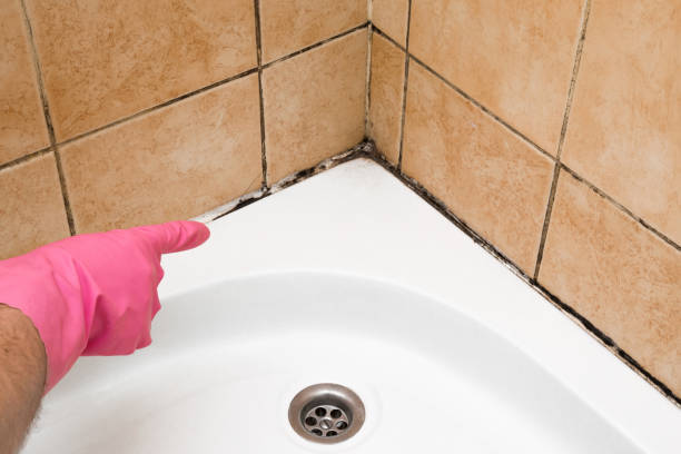 Best Black Mold Removal  in Wanamassa, NJ